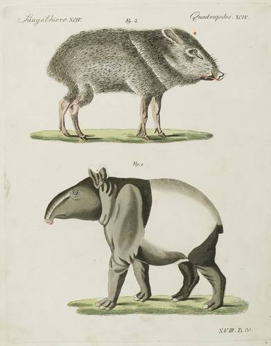 Tapire & Nabelschweine - Schabrackentapir & Halsbandpekari - Schabrackentapir & Halsbandpekari -