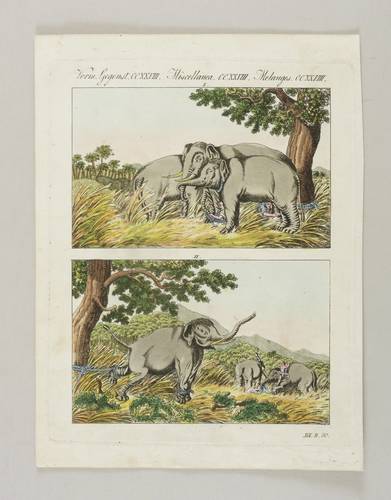 Elefanten - Bertuch - Bertuch - Elephantenfang durch Lockelephanten