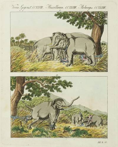 Elefanten - Bertuch - Bertuch - Elephantenfang durch Lockelephanten