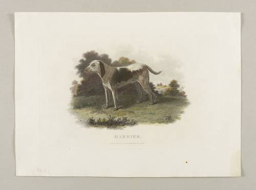 Hunde - Jagdhunde - Jagdhunde - Harrier