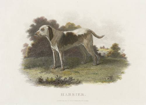 Hunde - Jagdhunde - Jagdhunde - Harrier