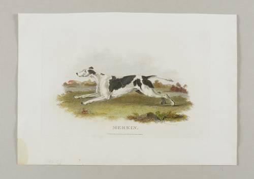 Hunde - Jagdhunde - Jagdhunde - Merkin