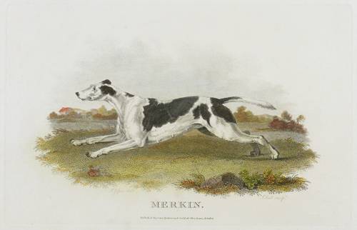 Hunde - Jagdhunde - Jagdhunde - Merkin