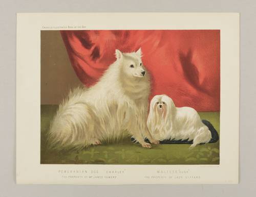 Hunde - Pomeranian & Malteser - Pomeranian & Malteser - Pomeranian Dog ″Charley″. Maltese ″Hugh″
