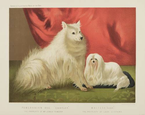 Hunde - Pomeranian & Malteser - Pomeranian & Malteser - Pomeranian Dog ″Charley″. Maltese ″Hugh″