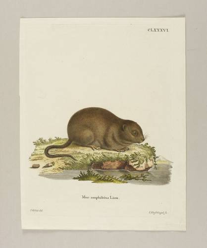 Wühler - Ostschermaus - Ostschermaus - Mus amphibius Linn.
