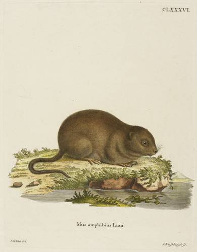 Wühler - Ostschermaus - Ostschermaus - Mus amphibius Linn.