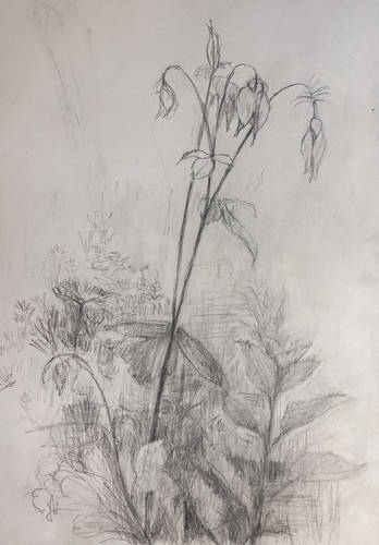 Bleidorn, Lutz -  -  - Akelei