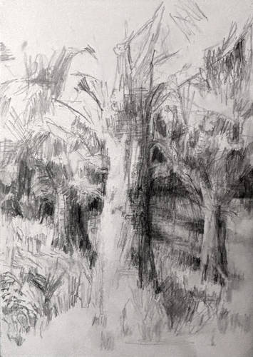 Bleidorn, Lutz - Dresdner Heide - Dresdner Heide - Bäume am Klint