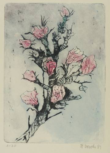 Drache, Heinz -  -  - Rosenzweig II