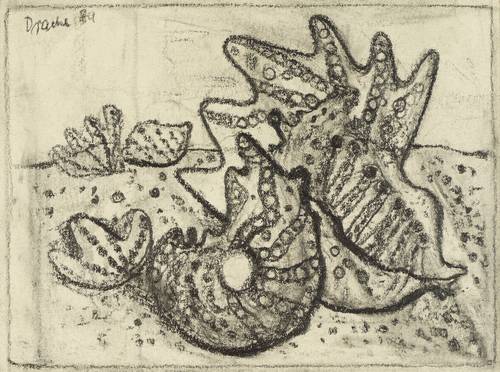 Drache, Heinz -  -  - Muscheln