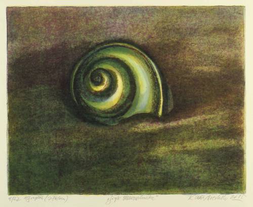 Drechsler, Klaus -  -  - Große Meeresschnecke