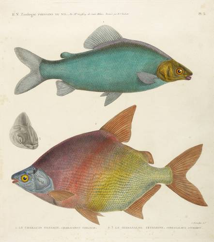 Letellier, Charles François - Salmlerartige (Characiformes) - Salmlerartige (Characiformes) - 1. Le Characin Nefasch. Characinus Nefasch. 2. 3. Le Serrasalme citharine. Serrasalmus Citharus