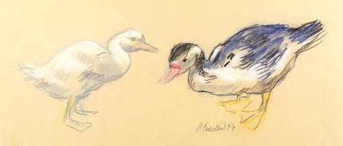 Friedrich, Heinz -  -  - Entenpaar