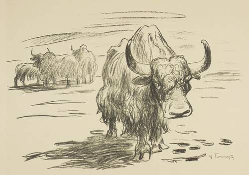 Fraaß, Erich -  -  - Yack (Zoo Dresden)