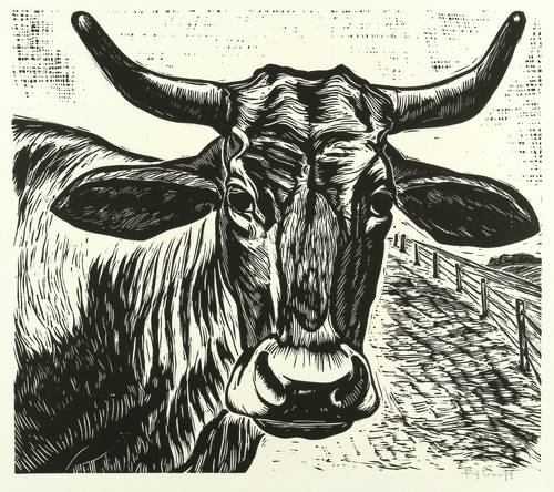 Fraaß, Erich -  -  - Ochse