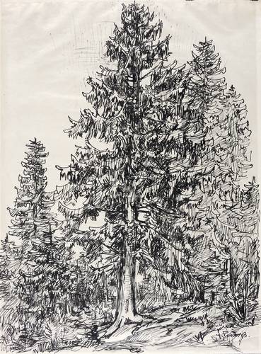 Fraaß, Erich -  -  - Gebirgswald