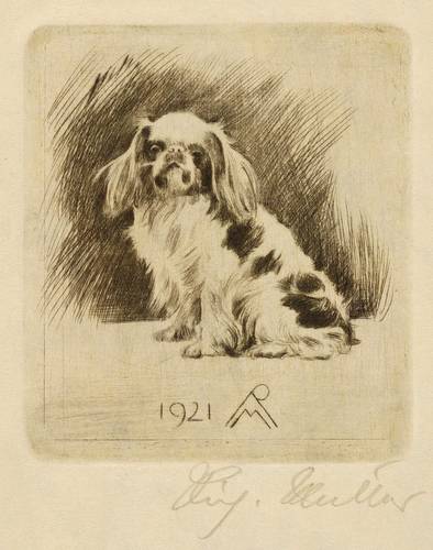 Müller, Richard -  -  - Pekinese sitzend