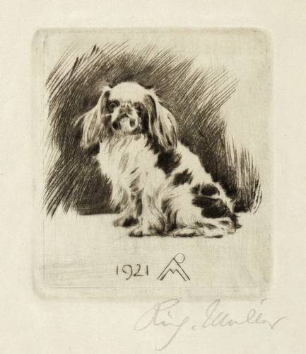 Müller, Richard -  -  - Pekinese sitzend
