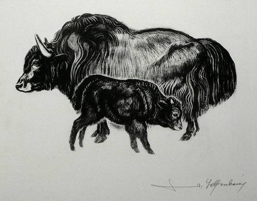 Helfenbein, Walter -  -  - Bison und Bisonjunges