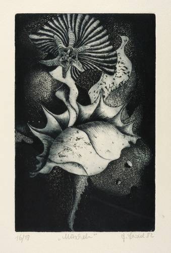 Seidel, Jürgen -  -  - Muscheln