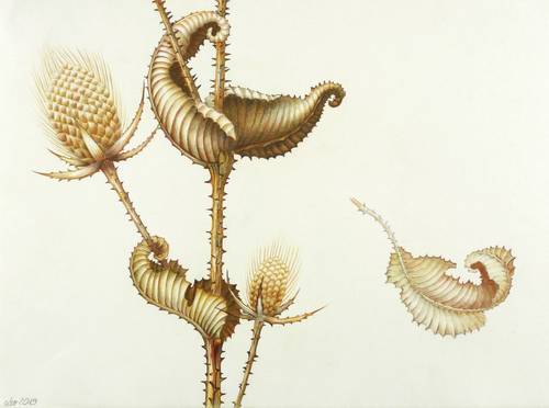 Adler, Leonore -  -  - Kardendistel