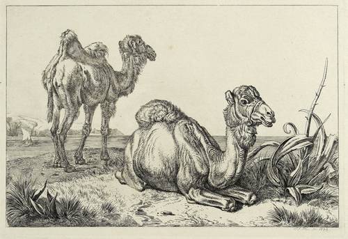 Klein, Johann Adam -  -  - Camele am Meeresstrand