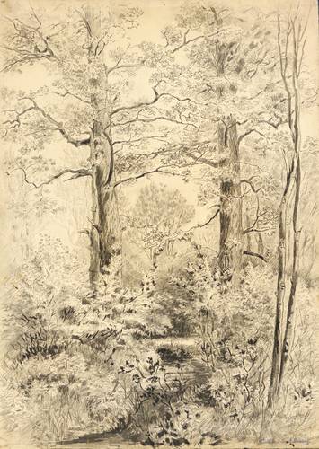 Zeising, Franz Emil -  -  - Eichengruppe im Spreewald