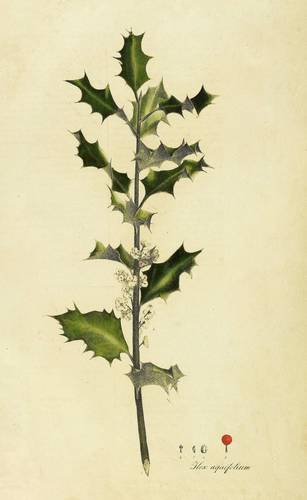 Gehölze - Stechpalme - Stechpalme - Ilex aquifolium