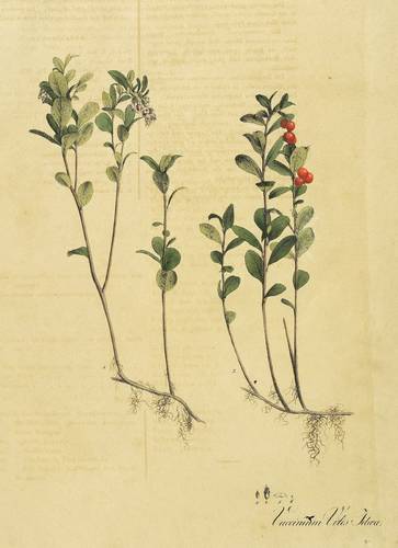 Obst - Preiselbeere - Preiselbeere - Vaccinium Vitis Idaea