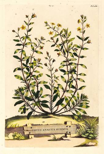 Zistrosen - Einjährige Zistrose - Einjährige Zistrose - Cistus Annuus Supinus