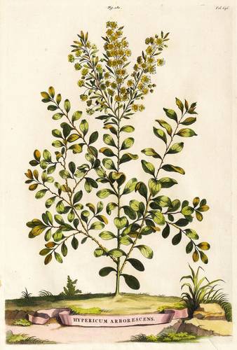 Heilpflanzen & Giftpflanzen - Chapmans Johanniskraut - Chapmans Johanniskraut - Hypericum Arborescens