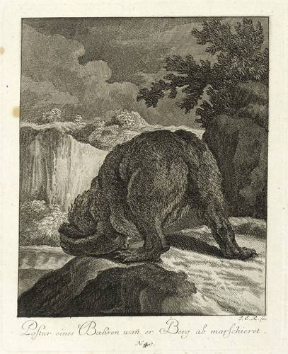 Bären - Braunbär. - Bergab gehend - Braunbär. - Bergab gehend - Postur eines Baehren wann er Berg ab marschieret