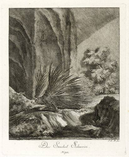 Stachelschweine - Fauchendes Stachelschwein - Fauchendes Stachelschwein - Das Stachel Schwein