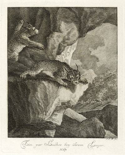 Raubkatzen - Luchse. - Zwei Luchse - Luchse. - Zwei Luchse - Ein par Luchse bey ihrem Lager