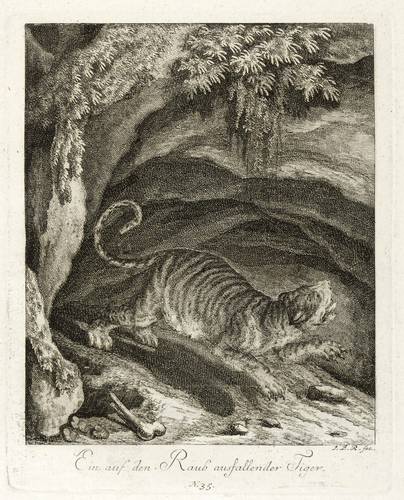 Raubkatzen - Tiger. - Jagender Tiger - Tiger. - Jagender Tiger - Ein auf den Raub ausfallender Tiger