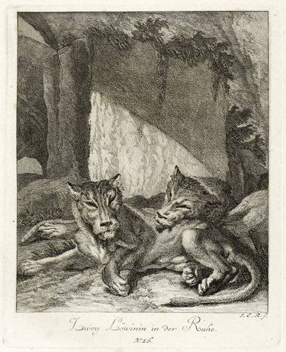 Raubkatzen - Löwen. - Zwei ruhende Weibchen - Löwen. - Zwei ruhende Weibchen - Zwey Löwinin in der Ruhe