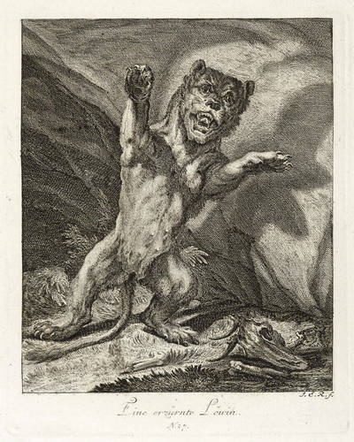 Raubkatzen - Löwen. - Gereiztes Weibchen - Löwen. - Gereiztes Weibchen - Eine erzürnte Löwin