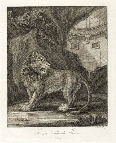 Raubkatzen - Löwen. - Junges Männchen - Löwen. - Junges Männchen - Junger brüllender Löwe