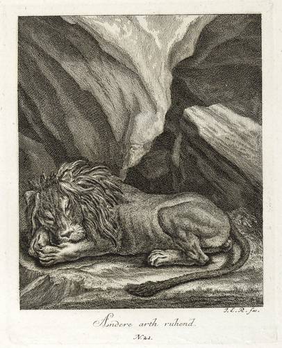 Raubkatzen - Löwen. - Schlafendes Männchen - Löwen. - Schlafendes Männchen - Andere arth ruhend