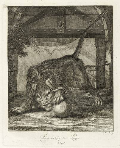 Raubkatzen - Löwen. - Gereiztes Männchen - Löwen. - Gereiztes Männchen - Ein erzürnter Löwe