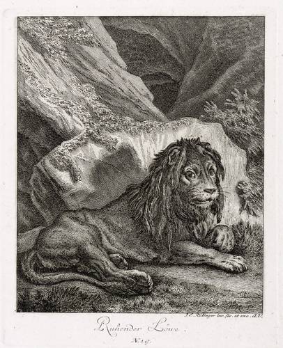 Raubkatzen - Löwen. - Ruhendes Männchen - Löwen. - Ruhendes Männchen - Ruhender Löwe