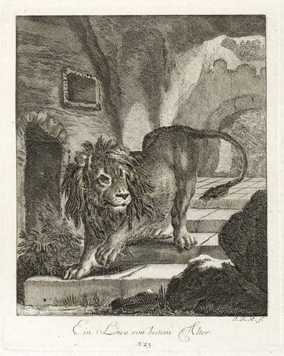 Raubkatzen - Löwen. - Ausgewachsenes Männchen - Löwen. - Ausgewachsenes Männchen - Ein Löwe von besten Alter