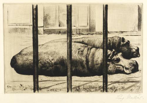 Müller, Richard -  -  - Nilpferde