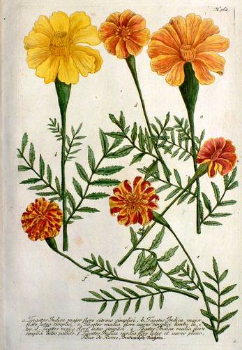 Studentenblumen - Tagetes - Tagetes - Indianisch-Näglein