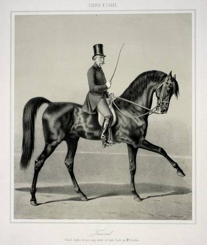 Pferde - Englisches Vollblut - Englisches Vollblut - Tancred