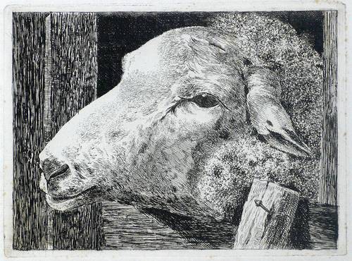 Stuhlmann, Heinrich -  -  - Schafskopf