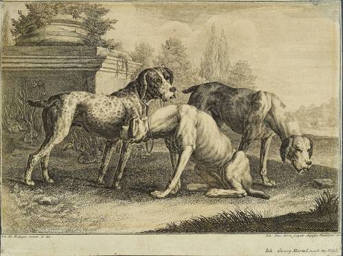 Herz, Johann Daniel d.Ä -  -  - Drei Jagdhunde