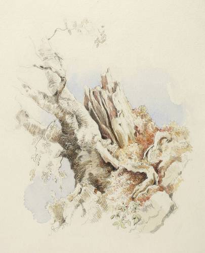 Scanavi, M -  -  - Baumruine bei Obertraun