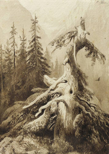 Klee, Hermann -  -  - Tanne (Baumruine im Hochgebirge)
